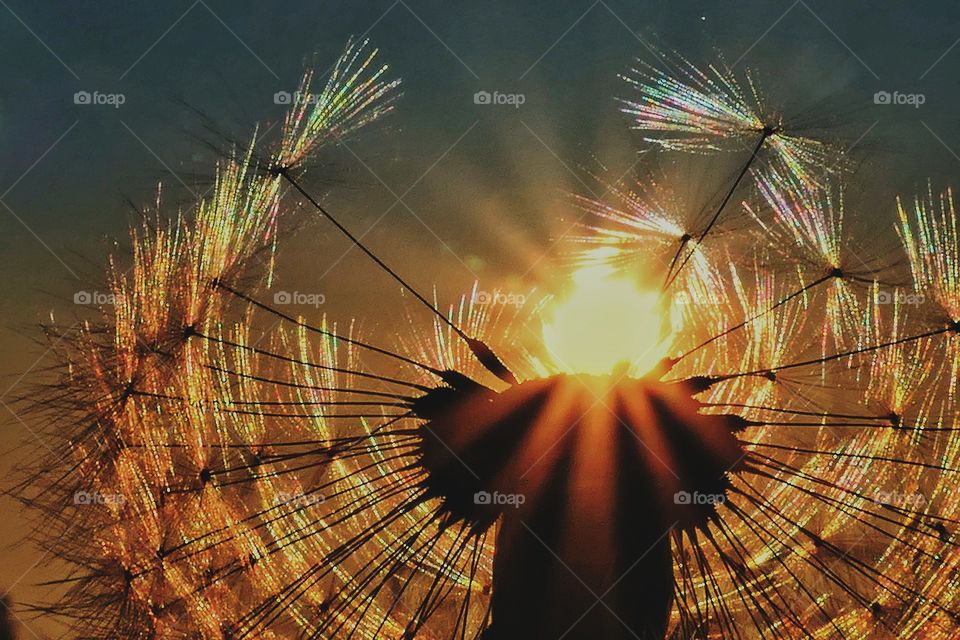 Sonne durch ein Löwenzahn