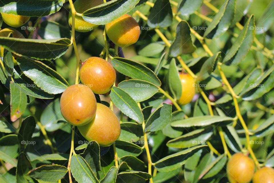 Close up of jujuba fruits on branch