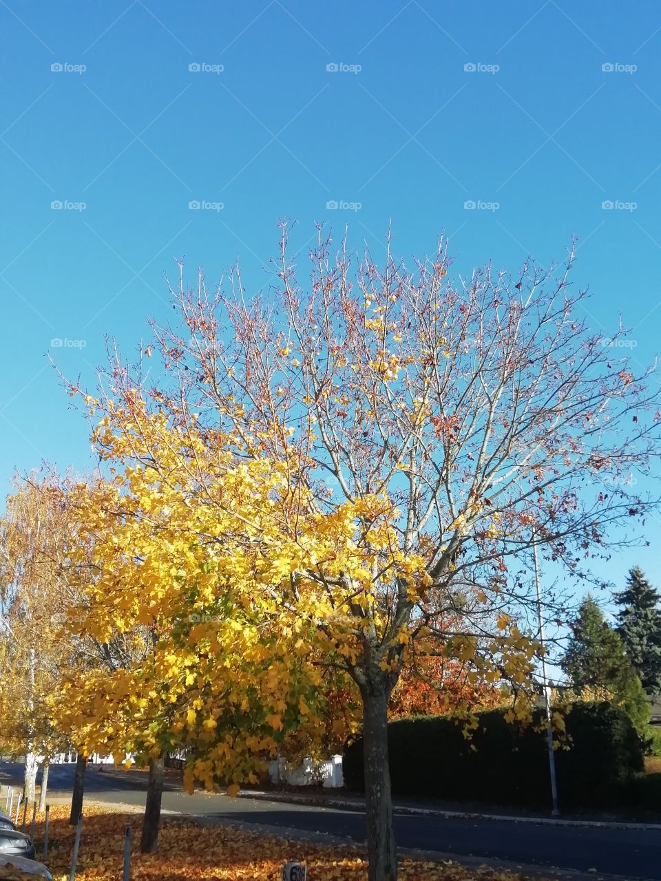 Gula höstlöv i ett träd som är på väg att tappa alla blad inför den kommande vintern, det gula mot den klarblå himlen är så otroligt vackert