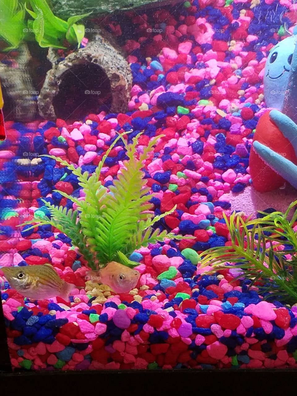colorful plant fish tank