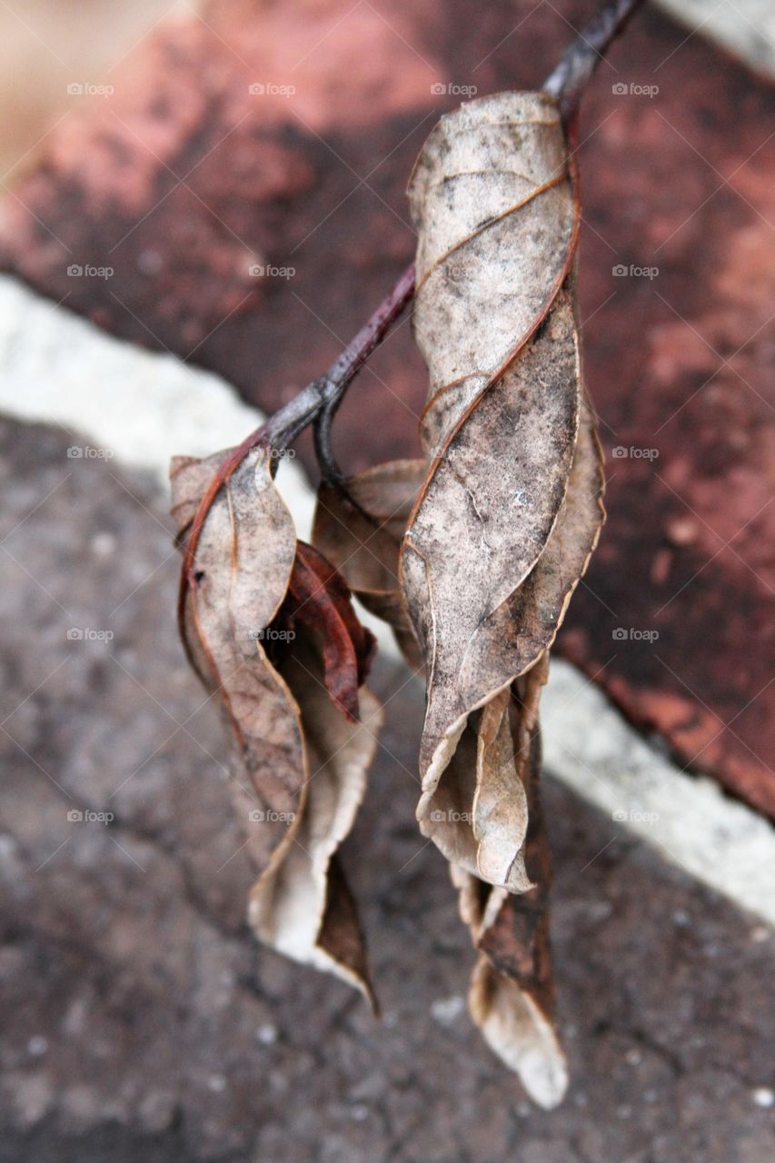 dried leaves