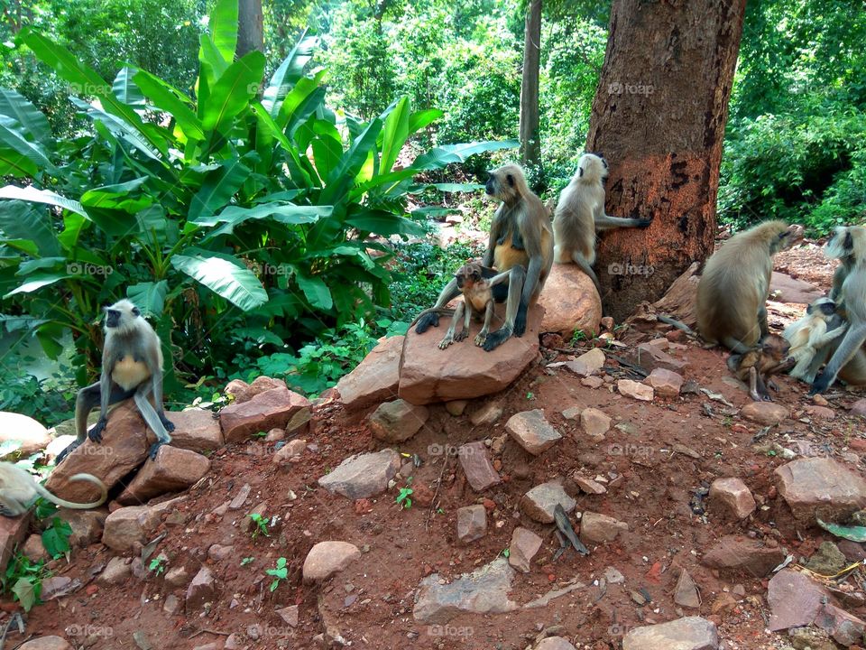 Monkey Nature