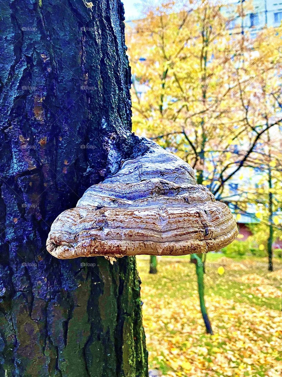 #fungus #bark
#tree
#Autumn #leaves #