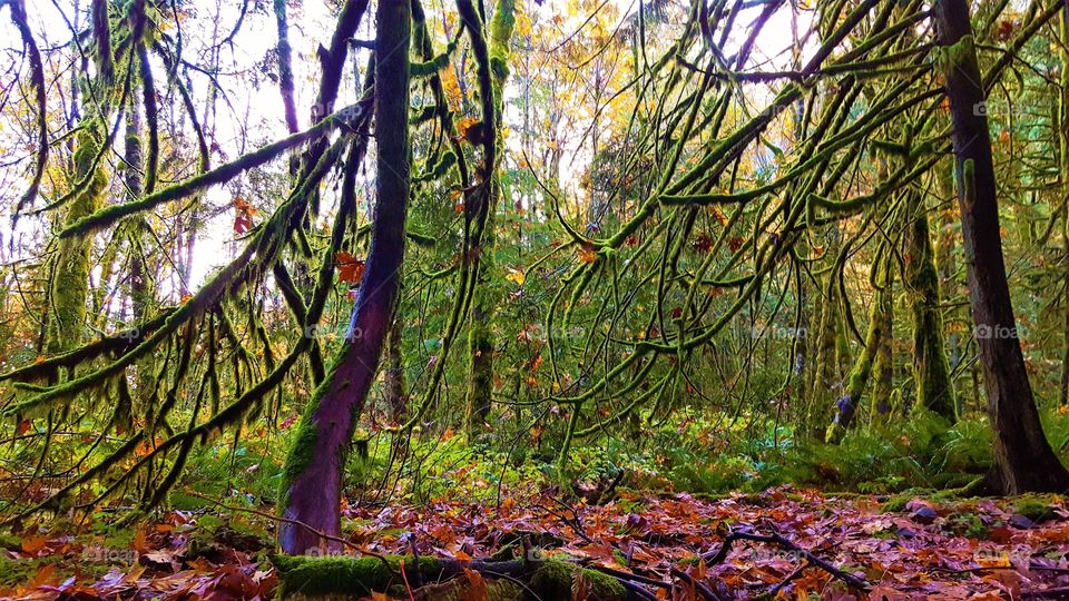 forest in every season