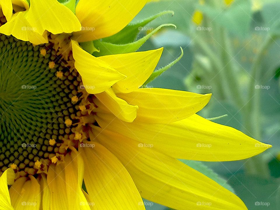 pollen sunflower. Sunflower
