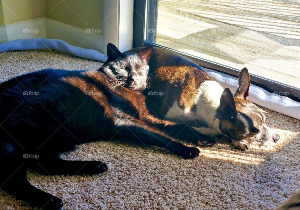 Sunbath Sharing