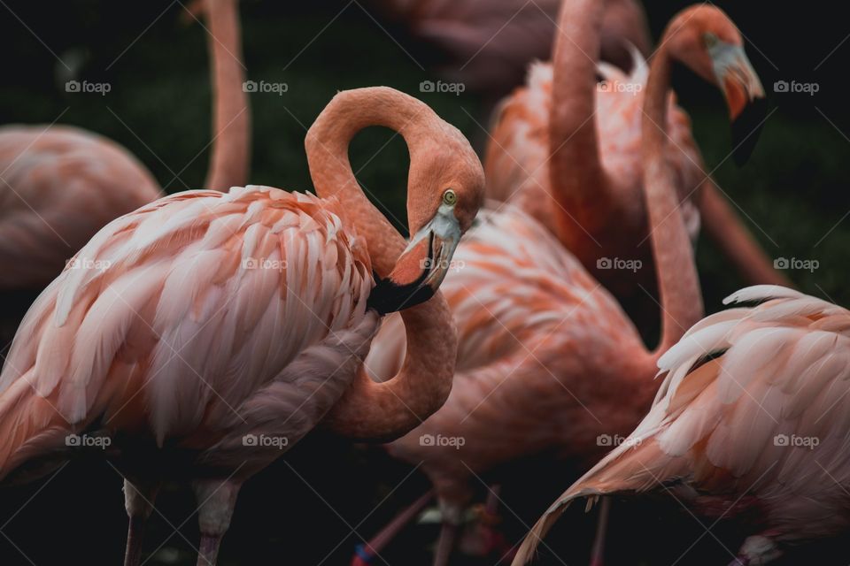 Flamencos. Flamingo