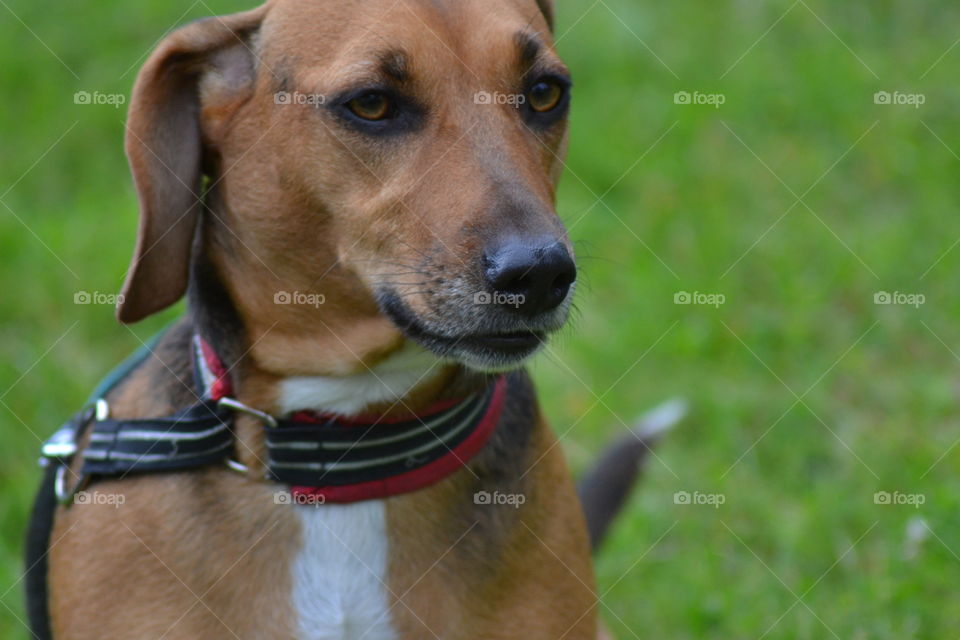 Dog sitting with a collar and leash