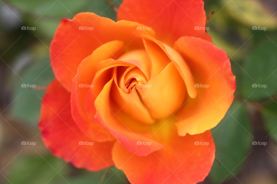 orange rose