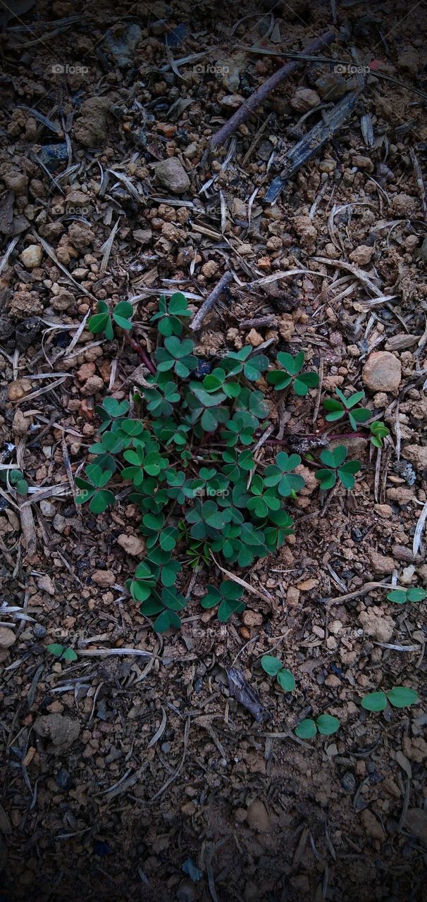 ~ clovers in the middle of nowhere...