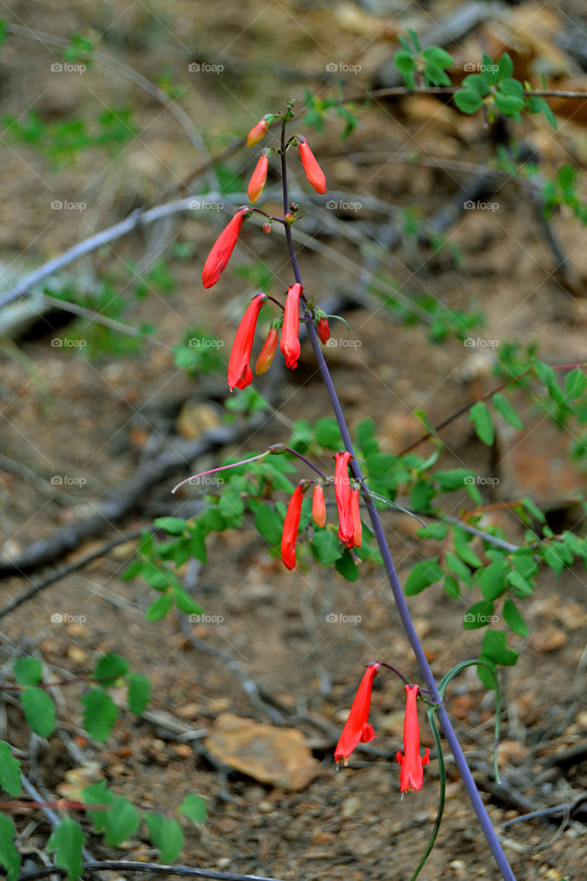 beardlip penstemon (penstemon barbatus)