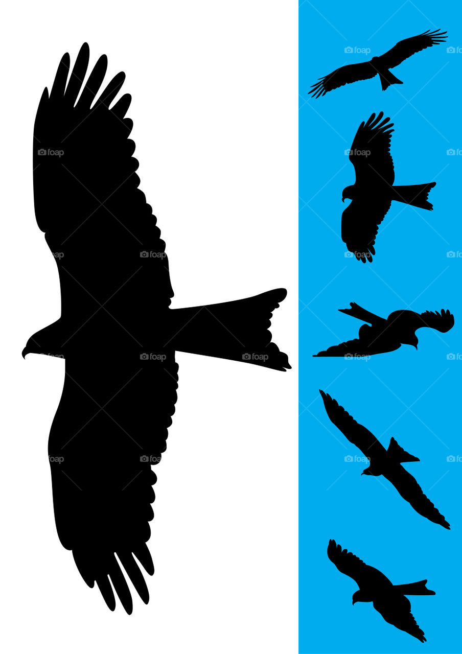 Birds silhouette illustration