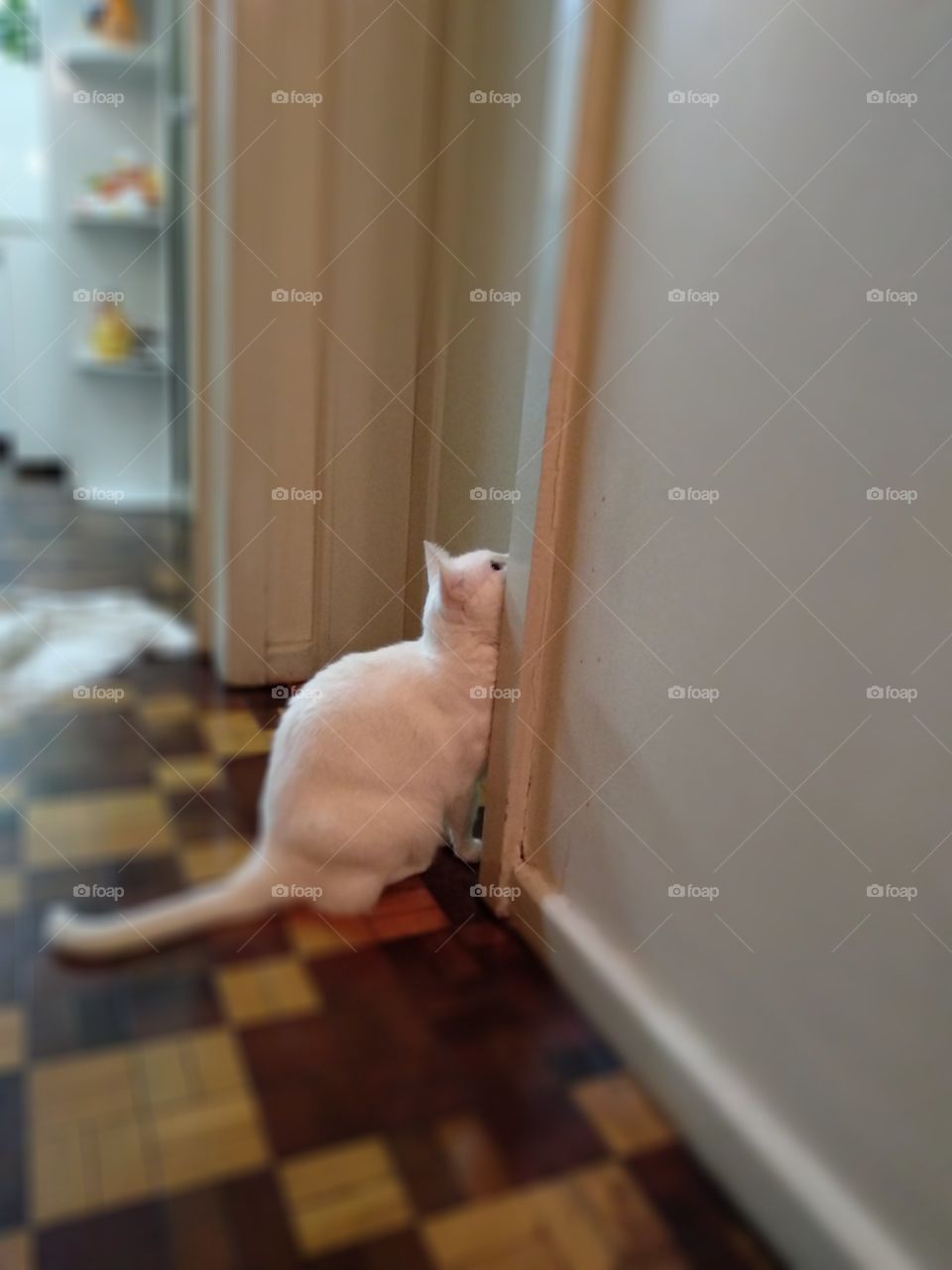 white cat waiting to use the bathroom