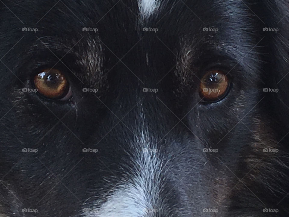 Border collie  face closeup  eyes and snout