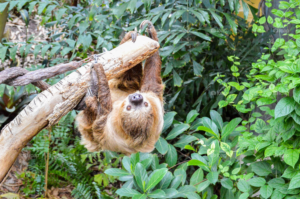 Two-toed sloth hanging from a tree branch
