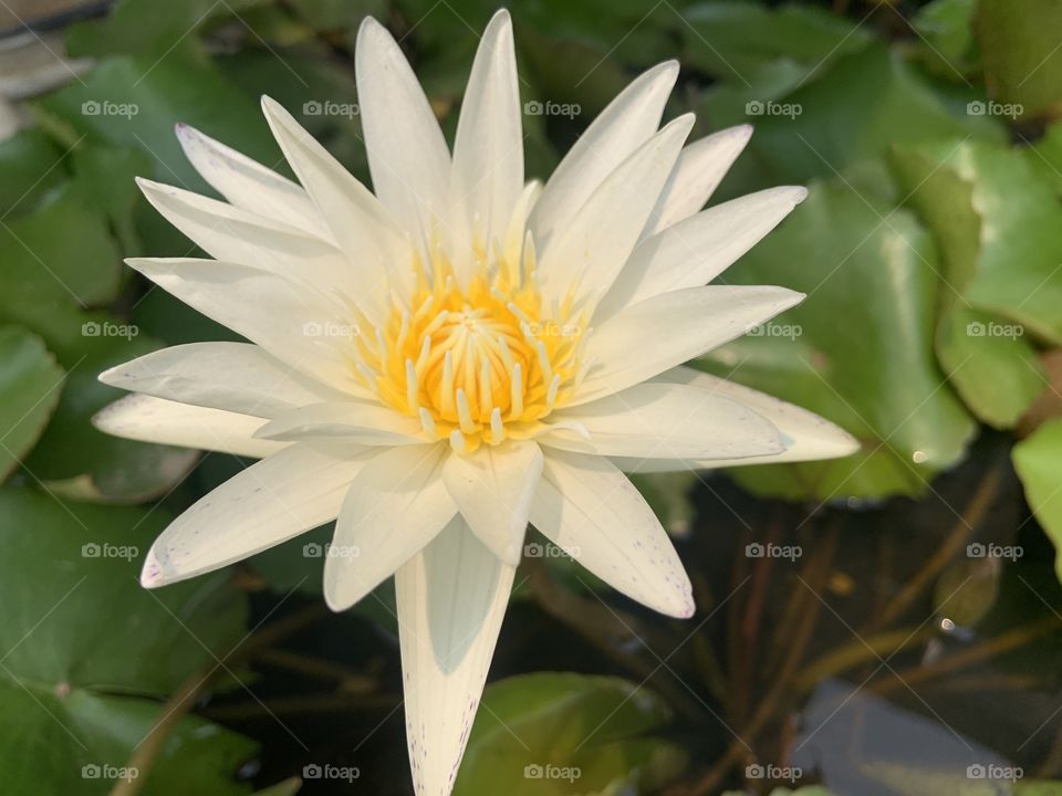 The stories of the Lotus, Countryside (Thailand)