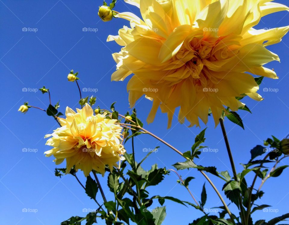 yellow flowers blue sky background