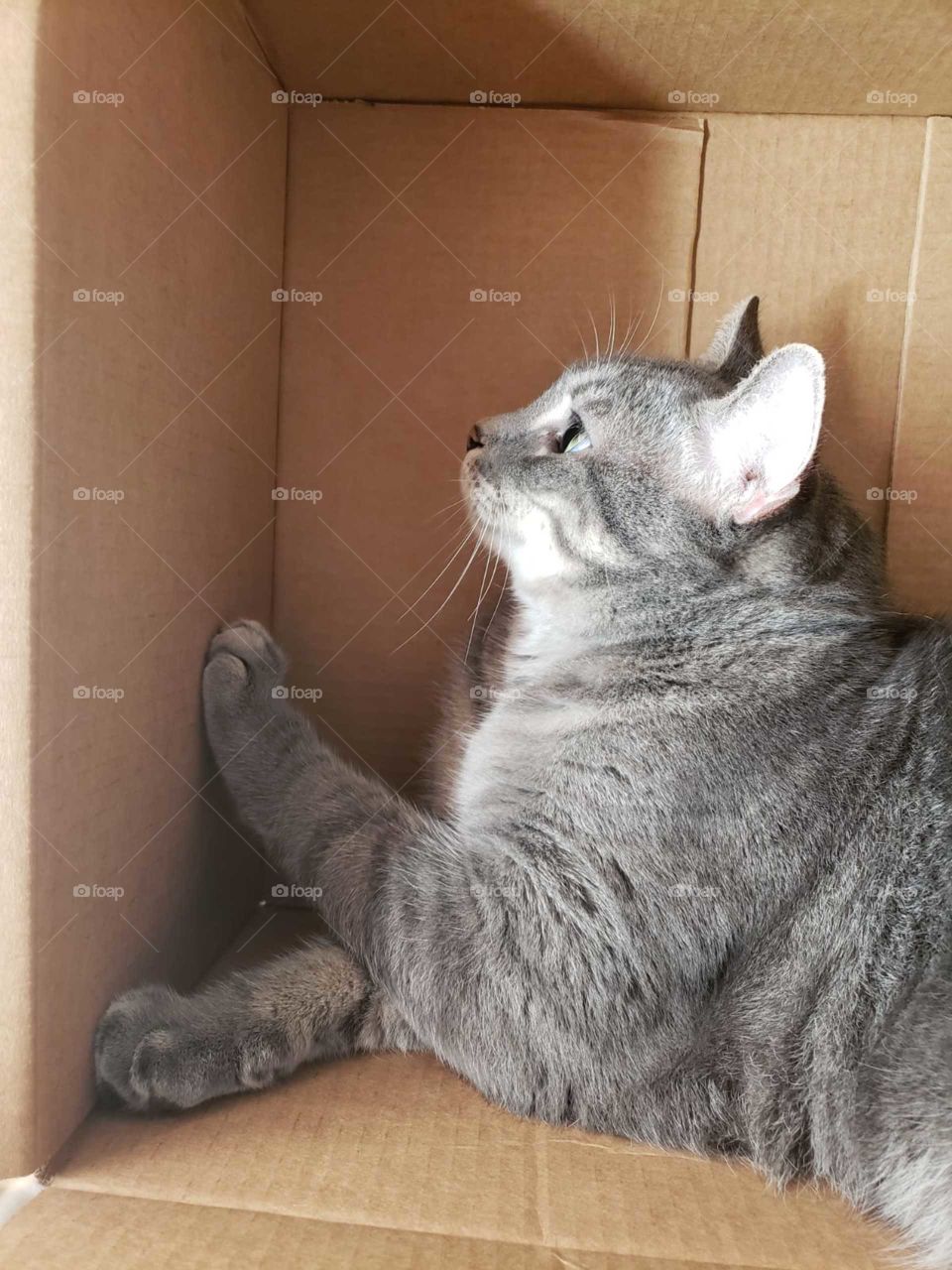 confused cat in cardboard box