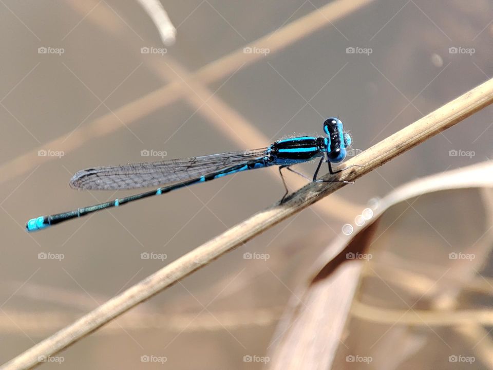 Blue Dragonfly on the river