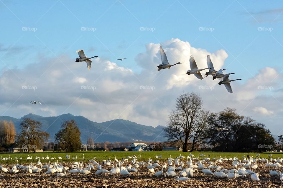 Trumpeter swans