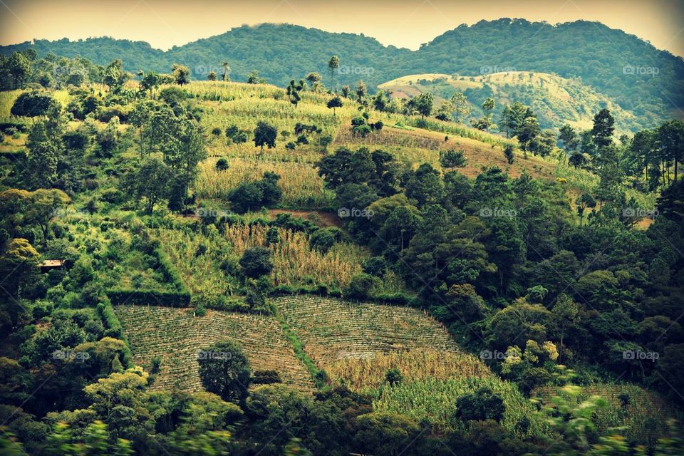 Hillside farmland in Guatemala 