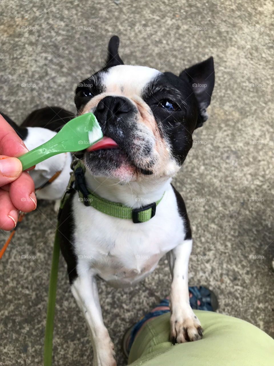 Yes my dogs are spoiled! My husband says when he leaves this Earth he wants to come back as one of my pets! Here they are sharing some ice cream with me. Almost teary eyed in their joy! Love these pups! 🐶