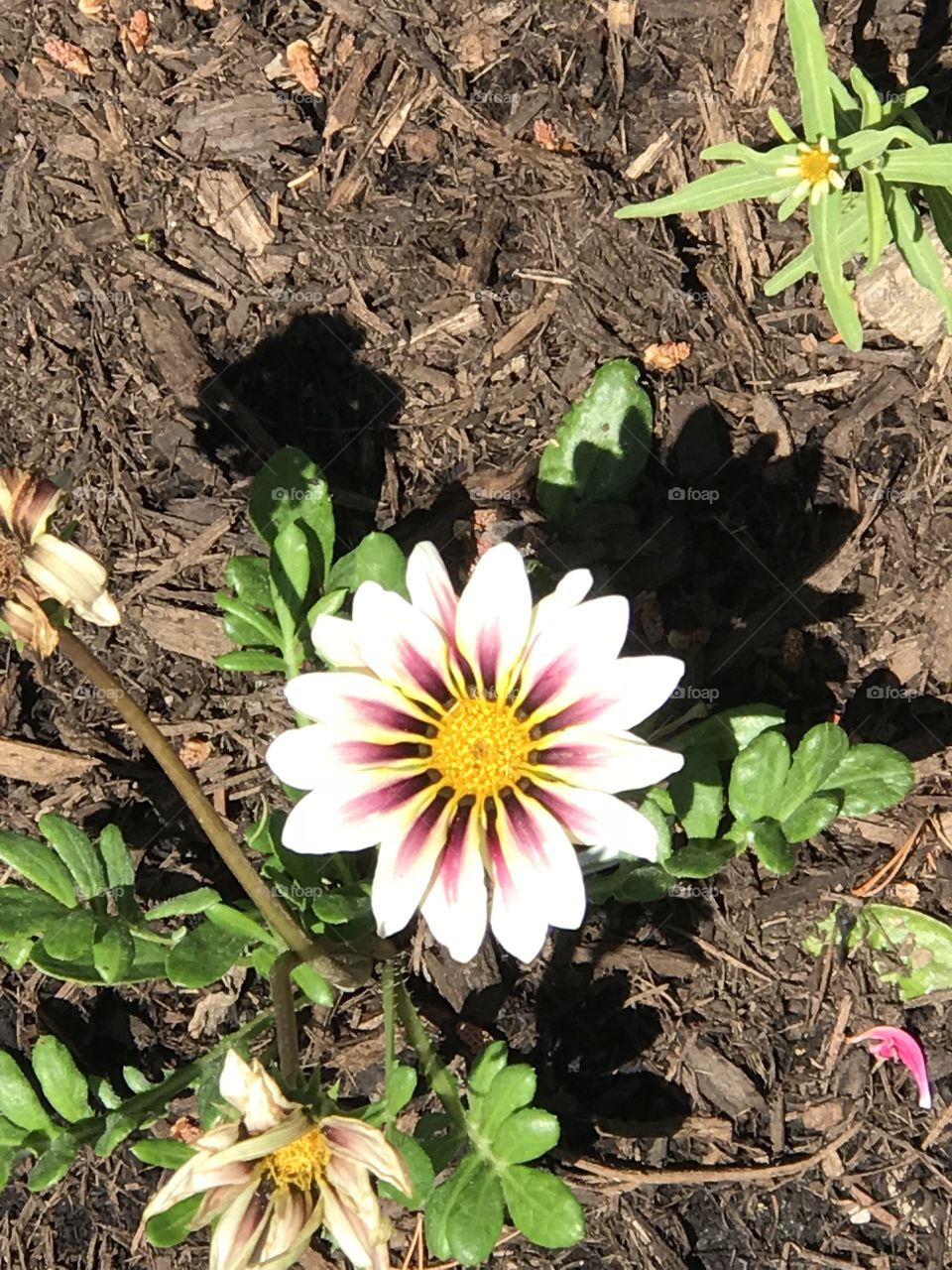 Flower in bright light
