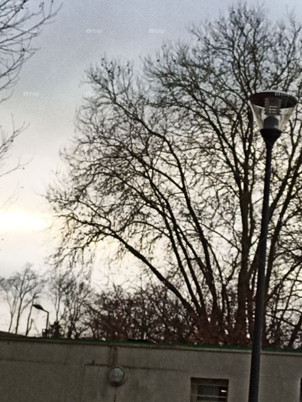 Pie perché sur branches