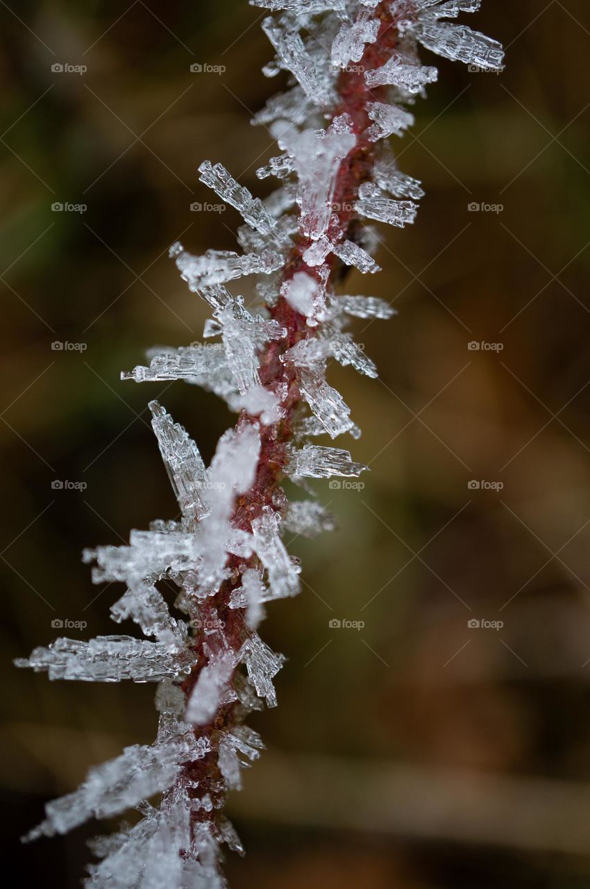 Icicle on a branch as beginning of the winter