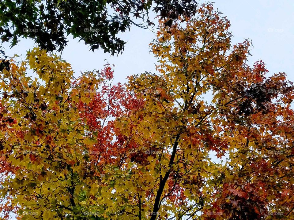 Fall color trees