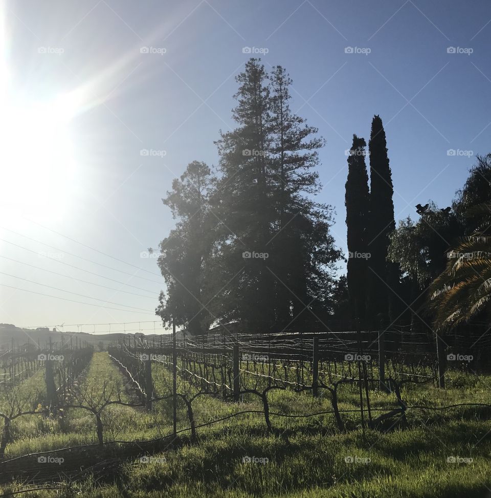 Napa Valley, vineyard, sky, tree, California, sunshine, nature, wine