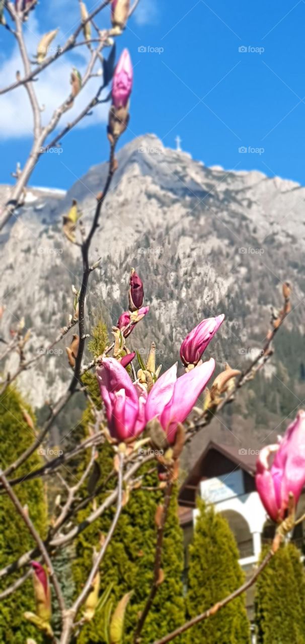 Magnolia and mountain