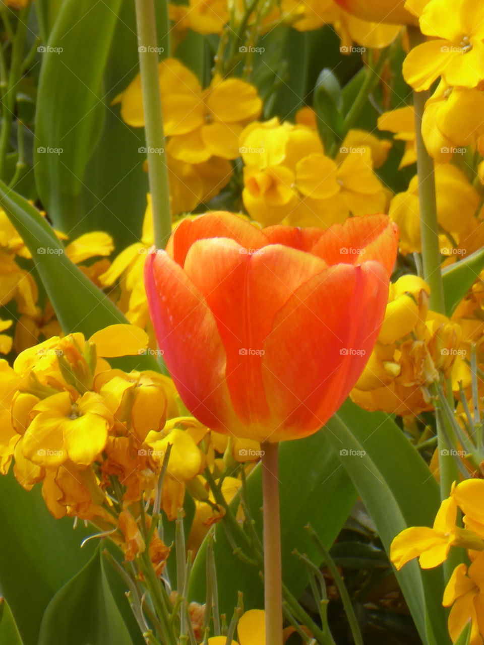 Colors of spring. Vibrant and bright orange tulip surrounded by yellow flowers in bloom.