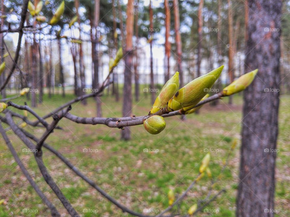 spring in the city of Kyiv 2022