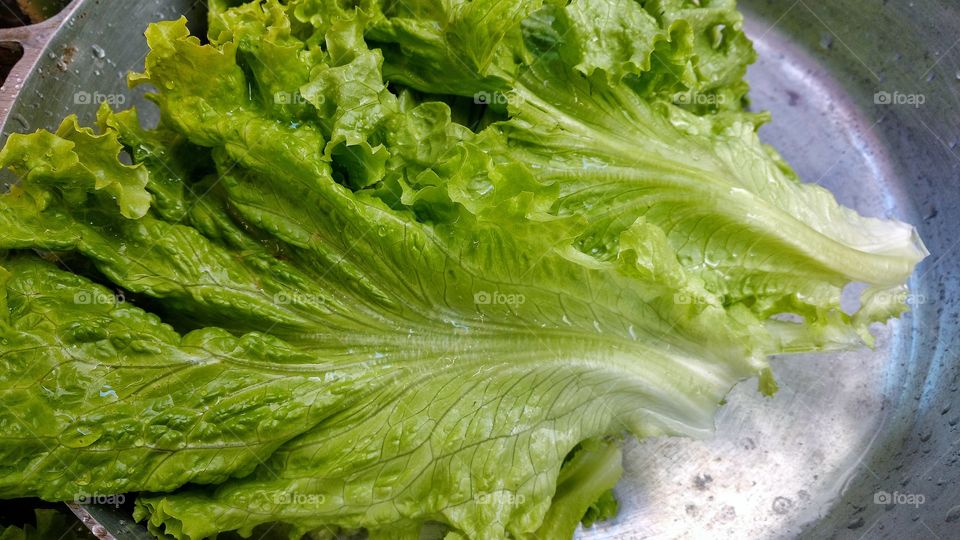 Folhas de alface, verdura deliciosa!