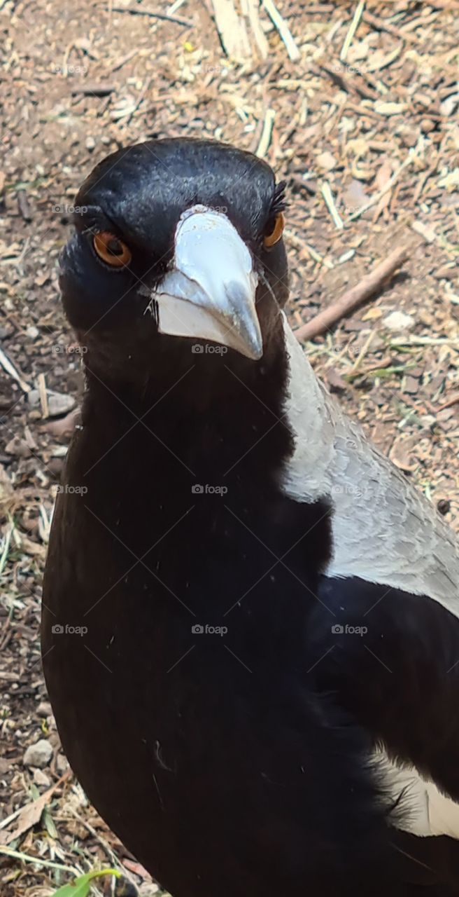 Magpies intense look