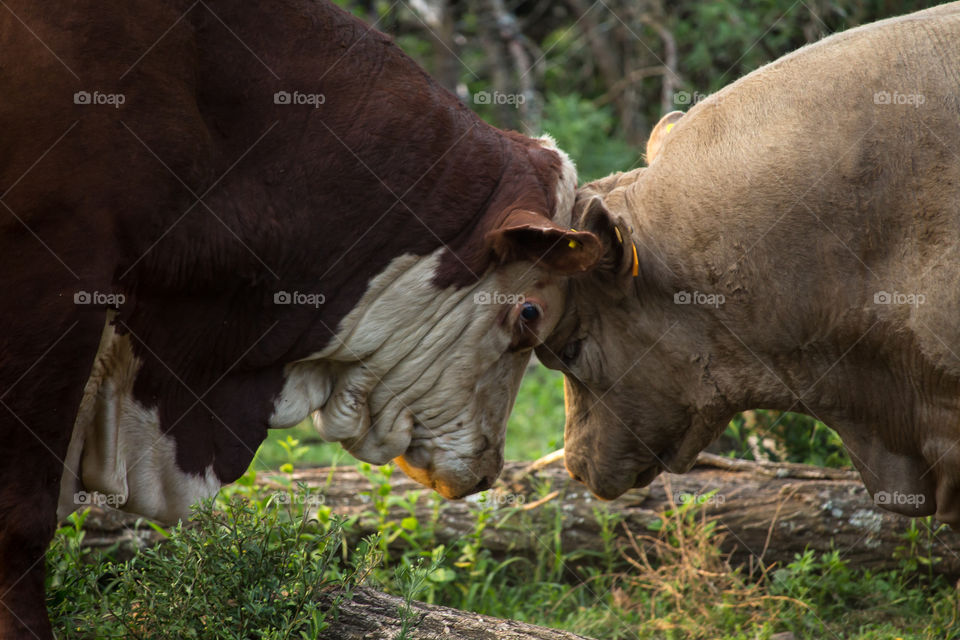 bulls fighting