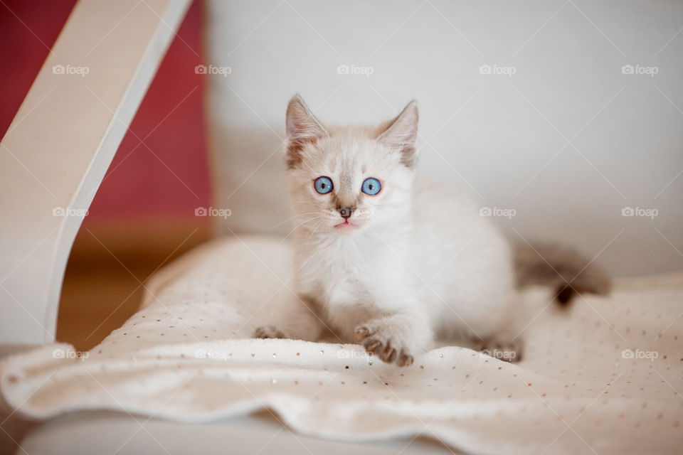 Little Tibet color-point kitten playing