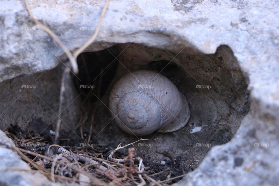 This beautiful snail find a good home.