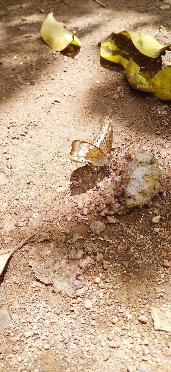 beautiful butterfly perched on the ground near the broken fruit on the ground.