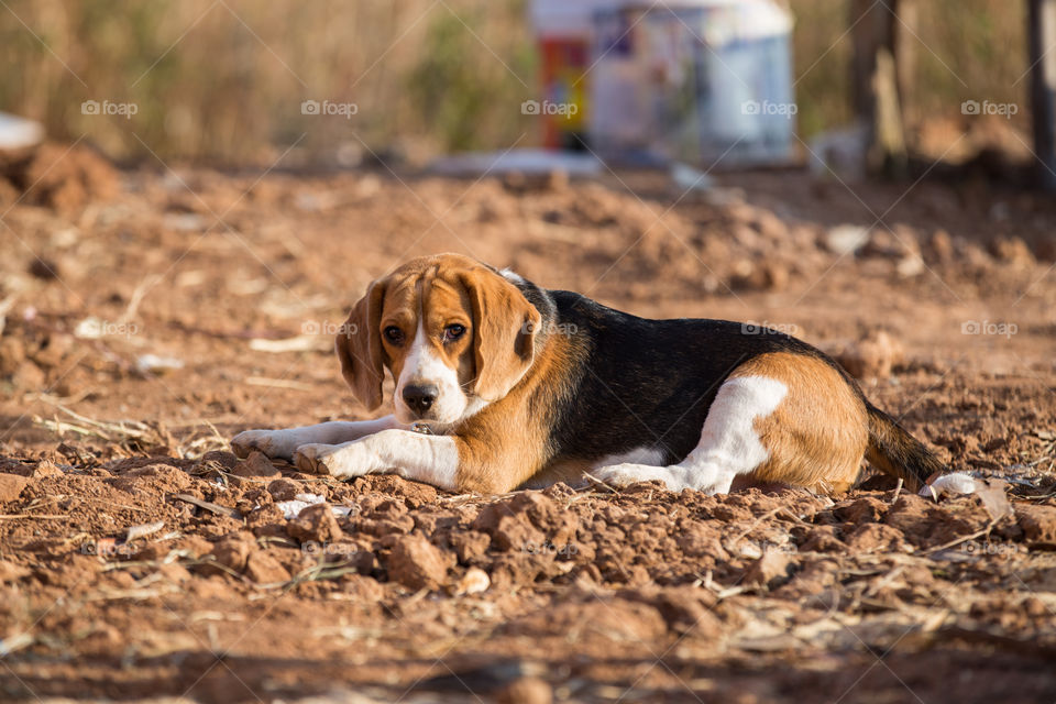 beagle dog looking at camera on the dirt  with sunlight in the morning 