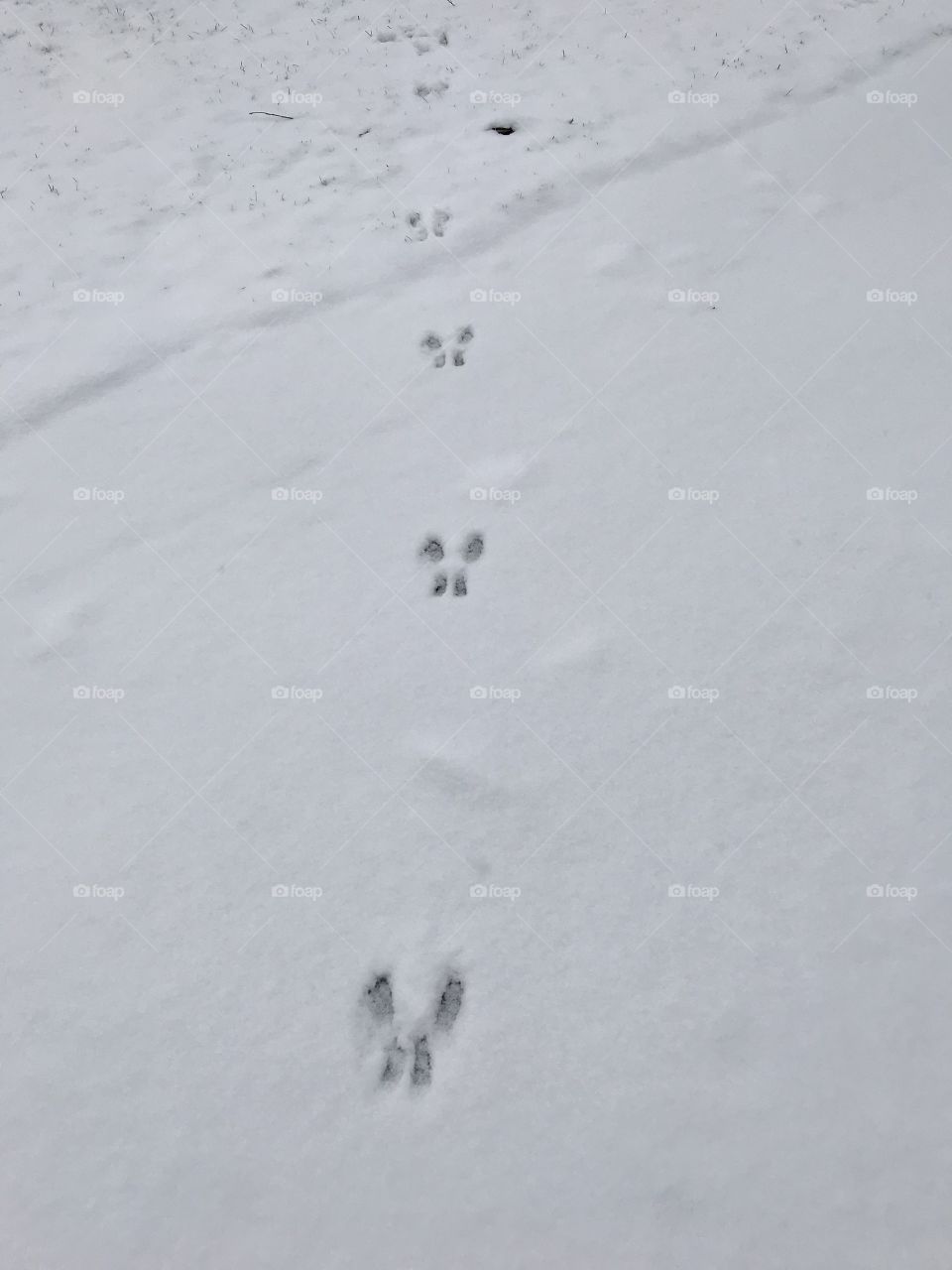 Bunny prints in the first snow 