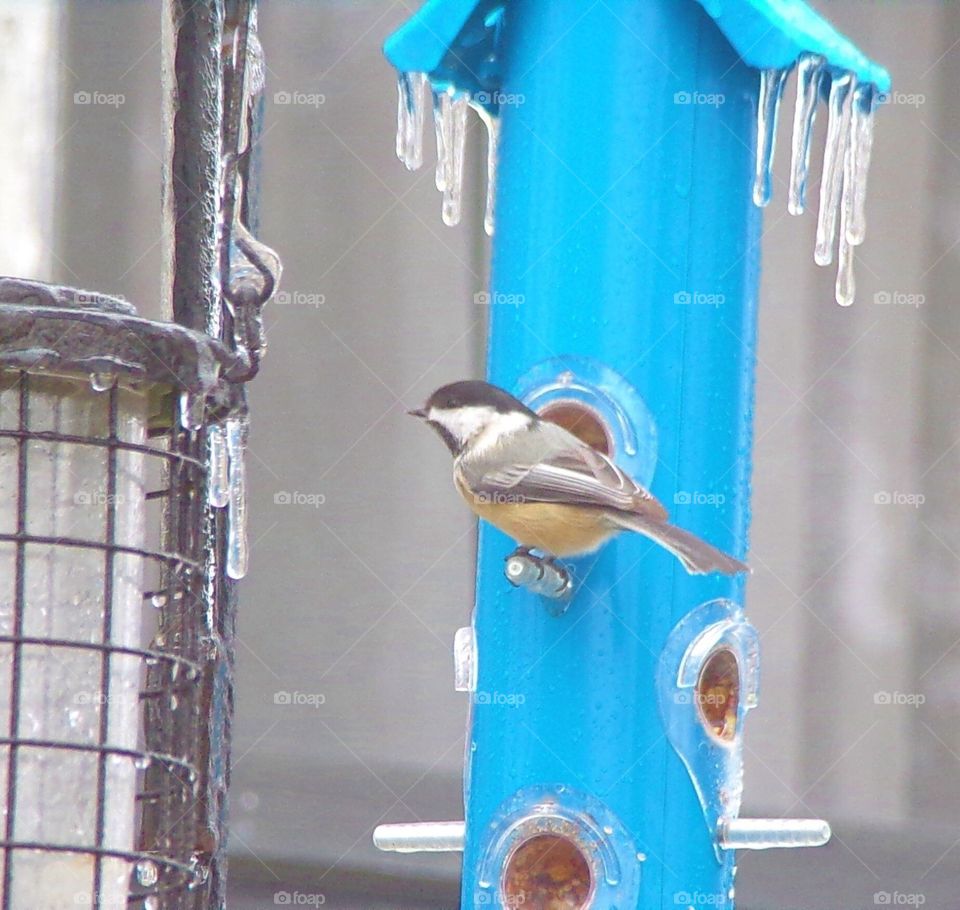 Beautiful bird on a blue bird feeder 
