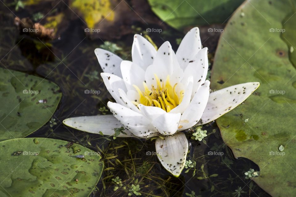 
water lily