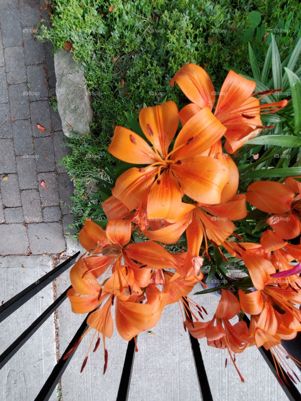 the orange color stories