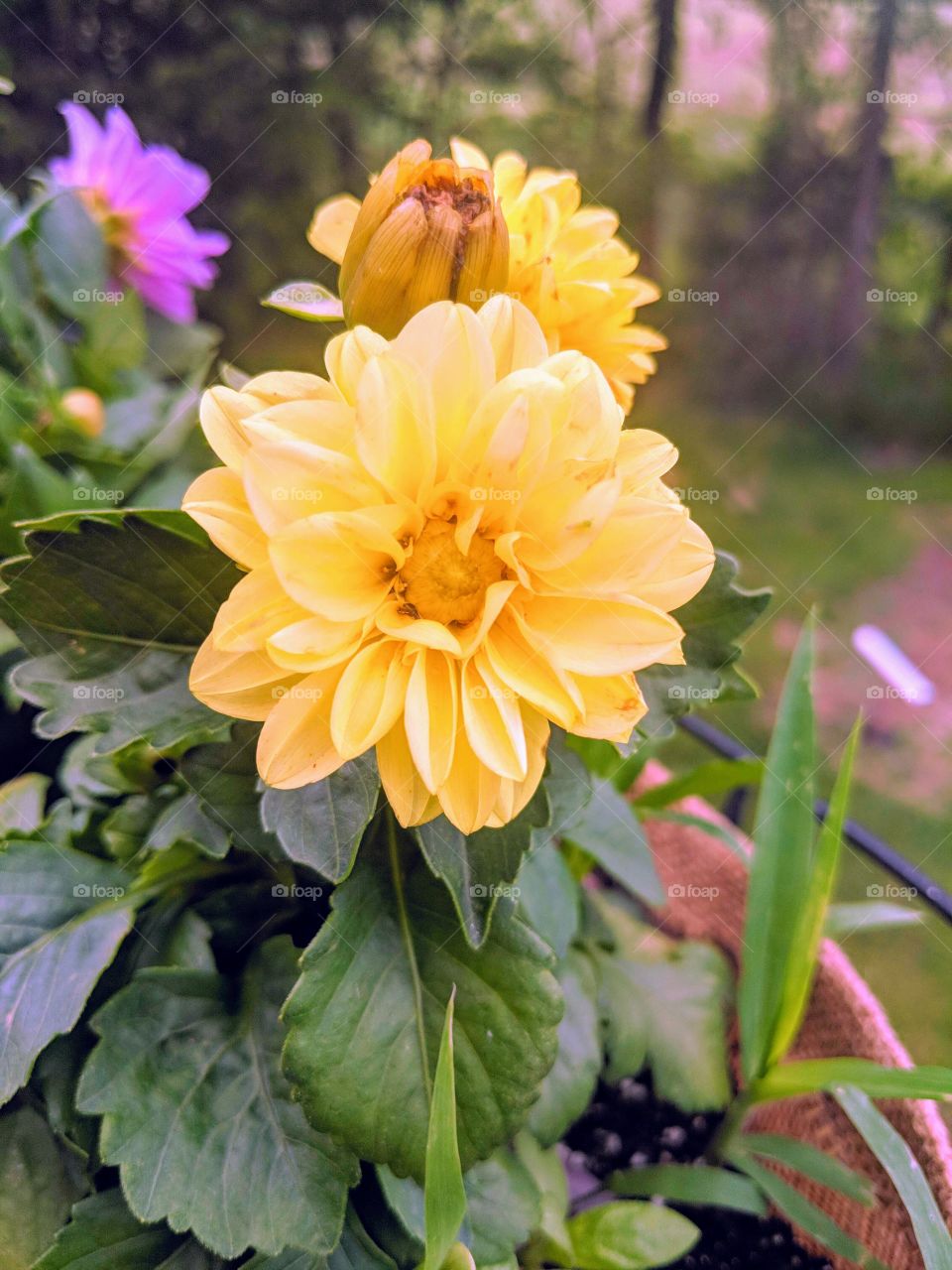 Dahlia yellow flowers