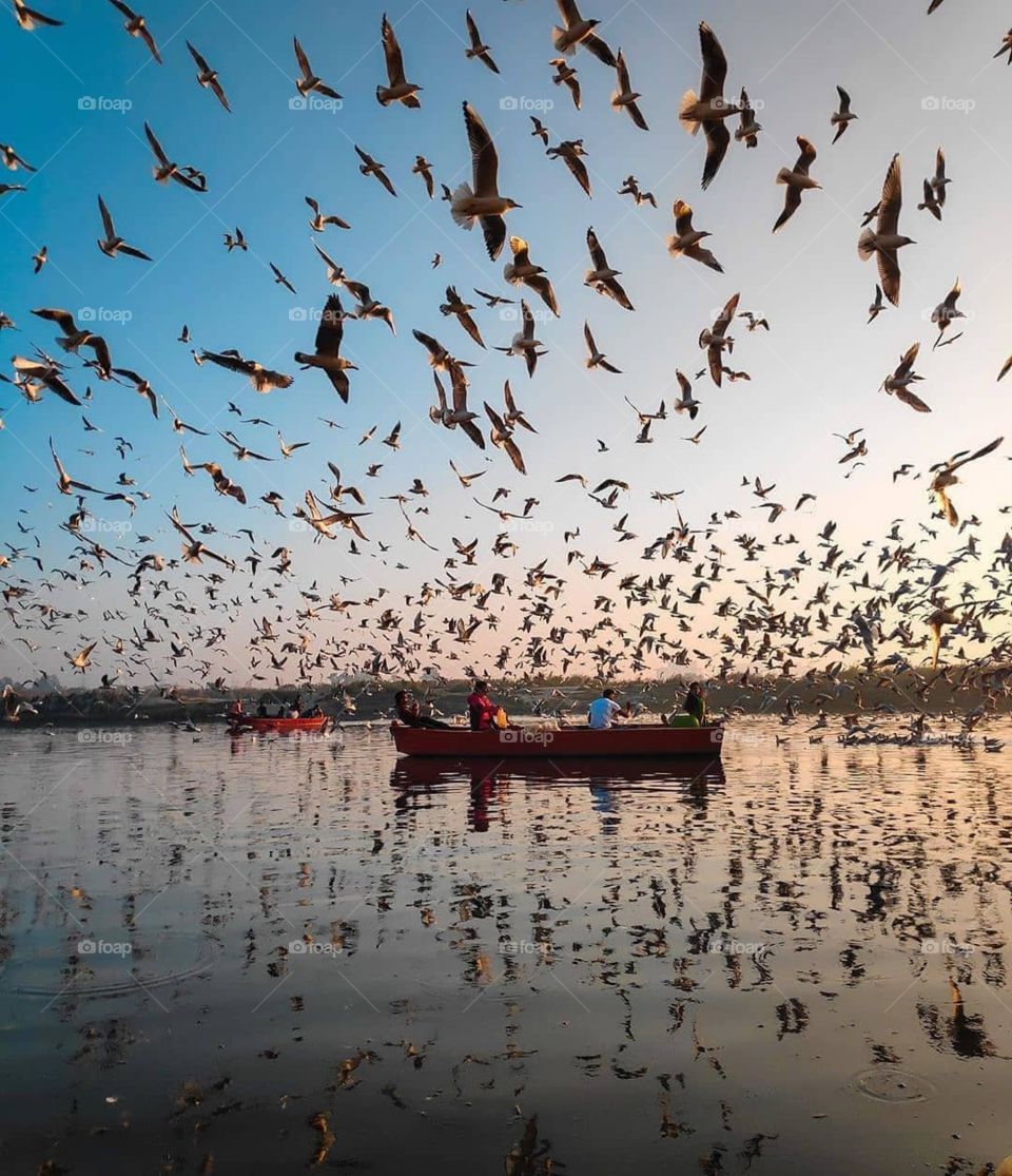 boating with birds