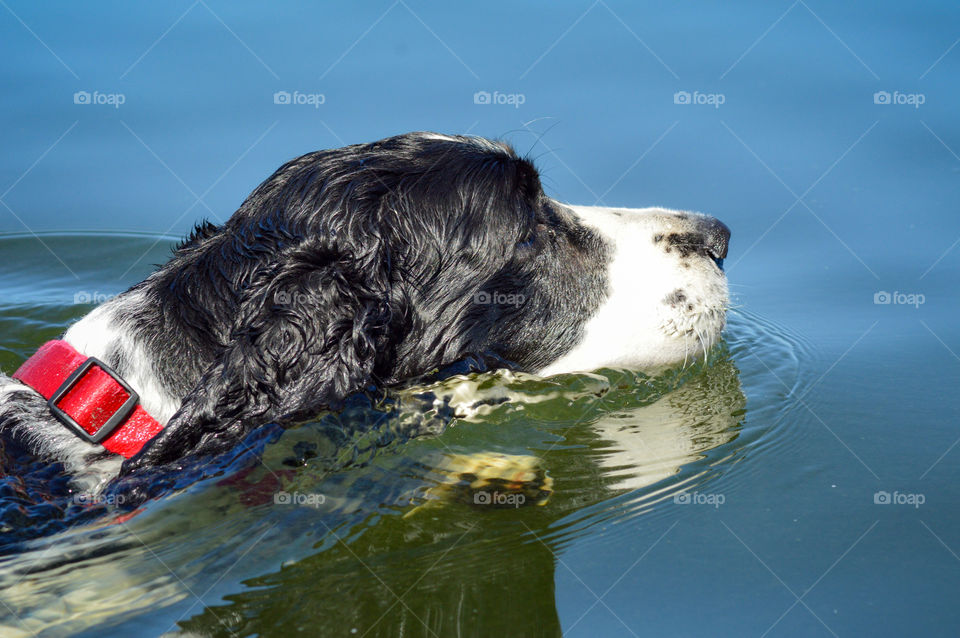 Springer Spaniel dog swimming