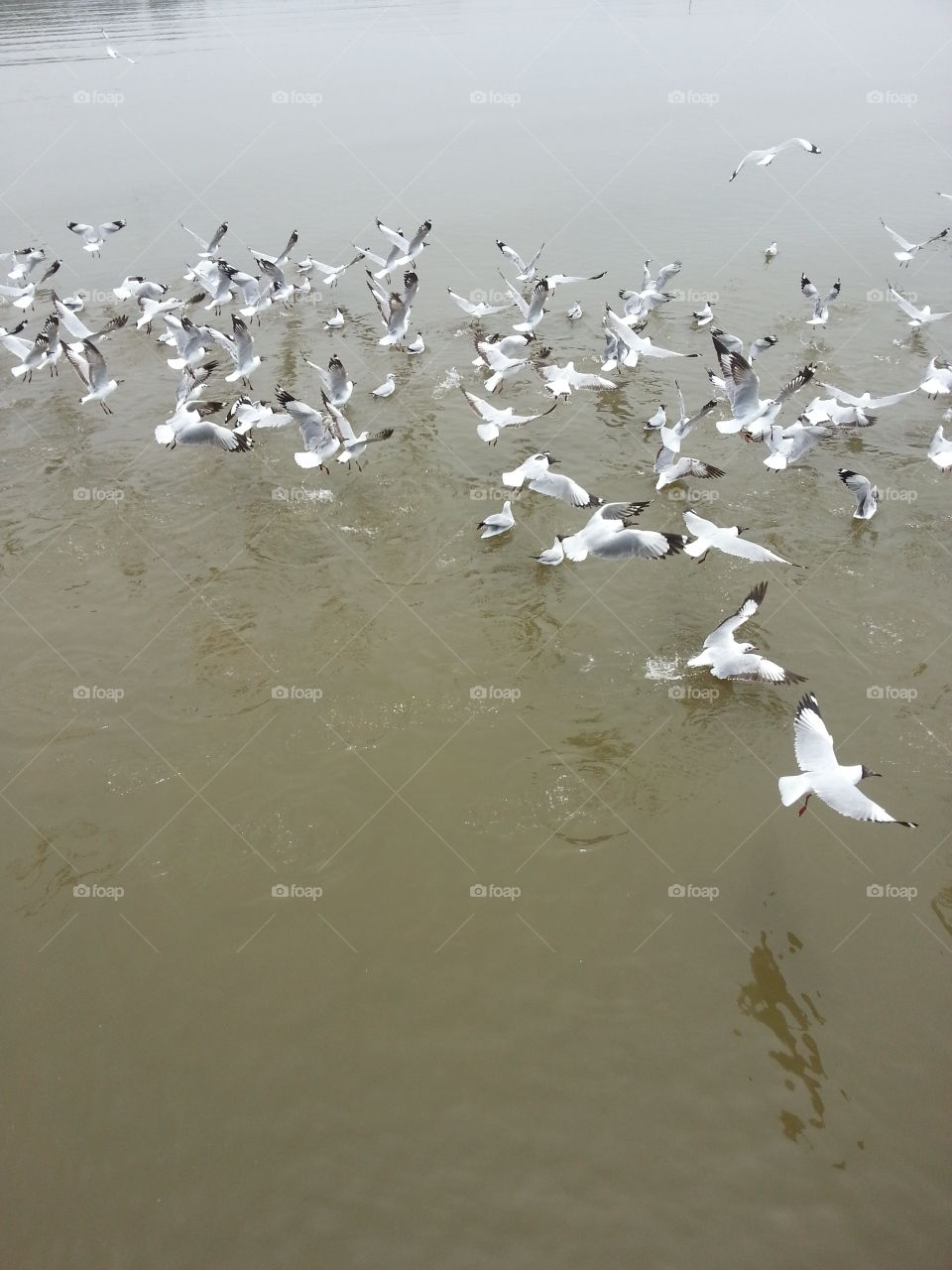 Seagulls are flying with their joyful whistles due to the people feed them.