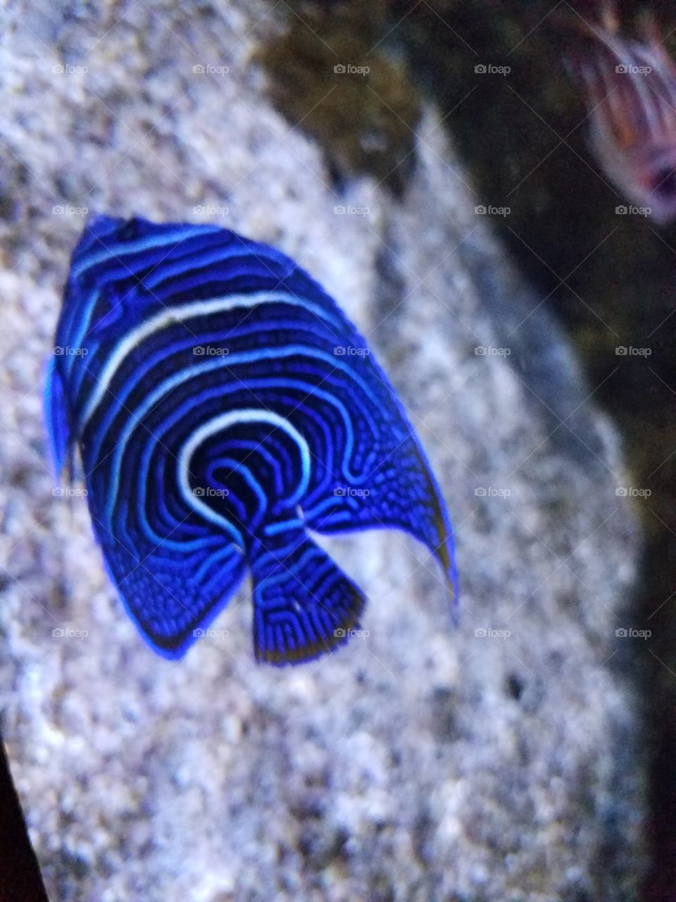 striped tang